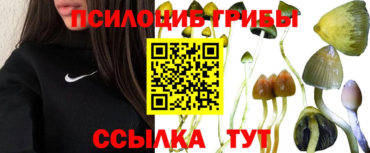 Всеволожск  Псилоцибиновые грибы Psilocybe  Вход с VPN 